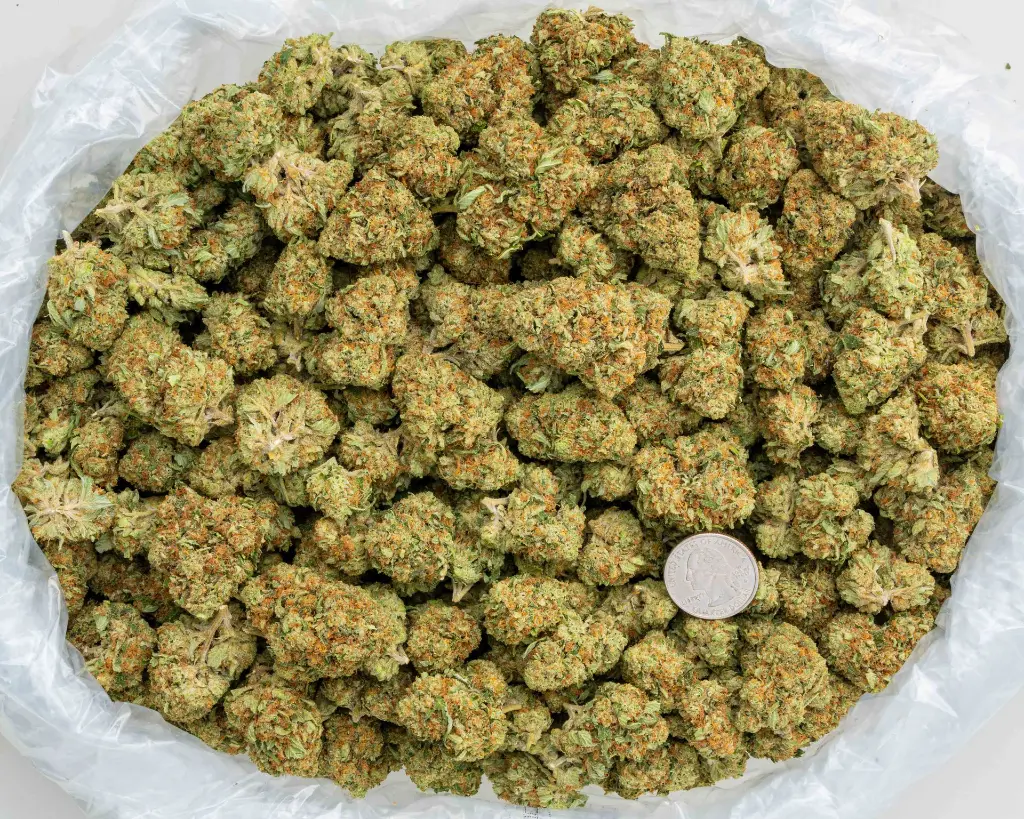 Pure Kush -BAG- 110725.webp