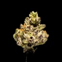 Black Runtz Indoor Smalls -FLOAT- 110725.webp