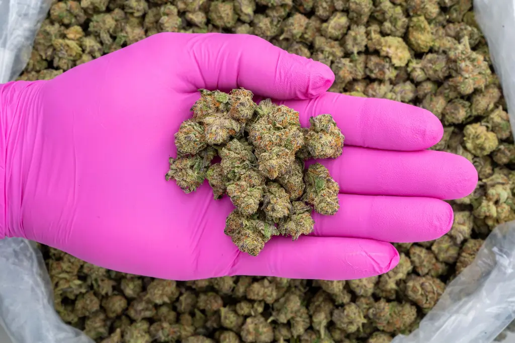 Cereal Milk Indoor Smalls -PINK- 110725.webp