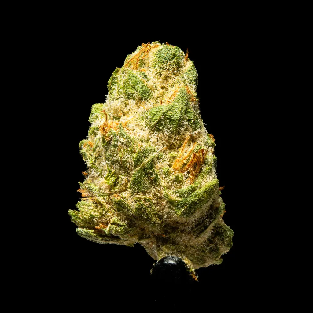 Devil Fruit Indoor Smalls -FLOAT- 110725.webp