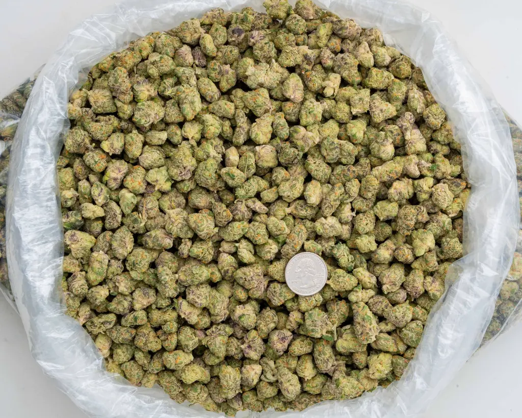 Devil Fruit Indoor Smalls -BAG- 110725.webp