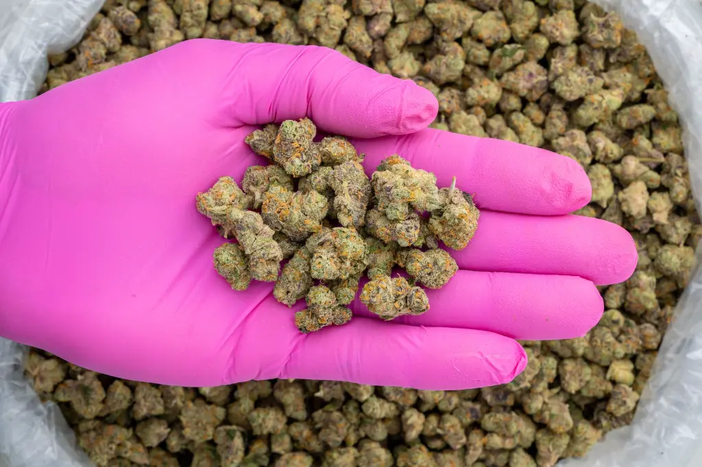 Gary Payton Indoor Smalls -PINK- 110725.webp