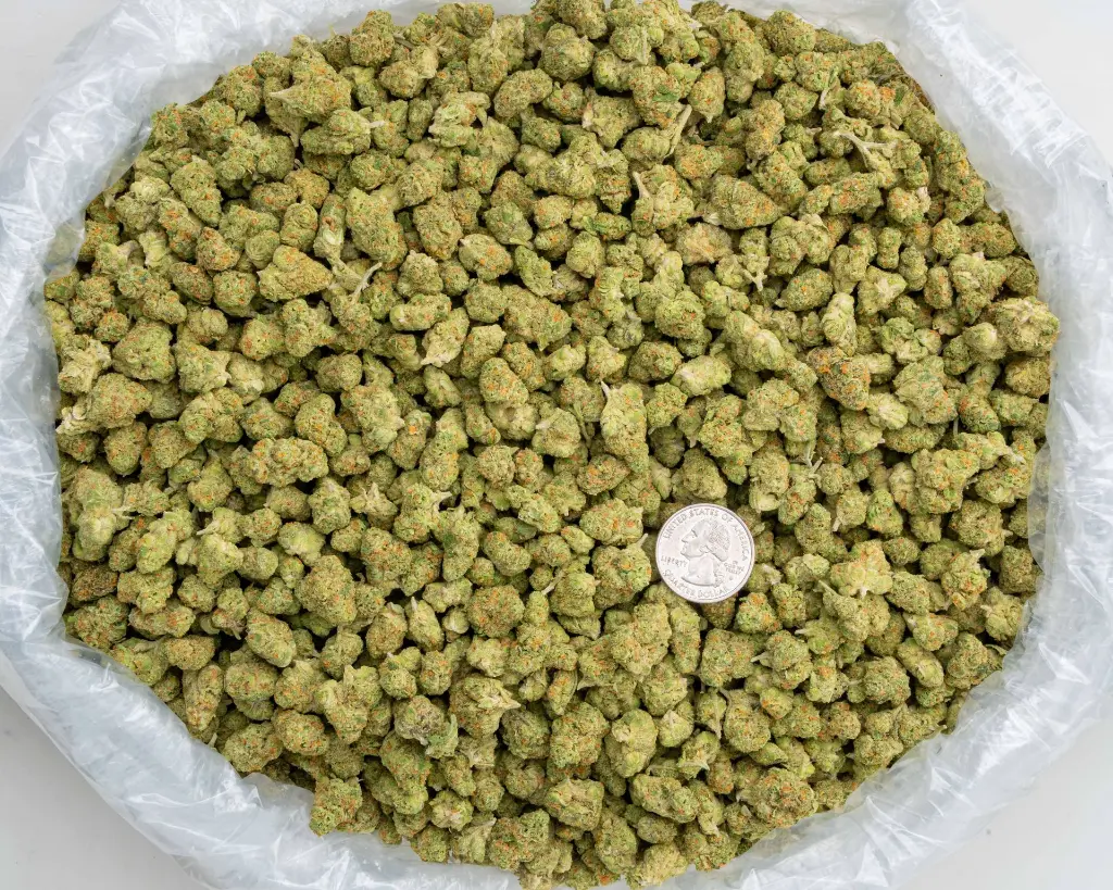 Hella Jelly Indoor Smalls -BAG- 110725.webp