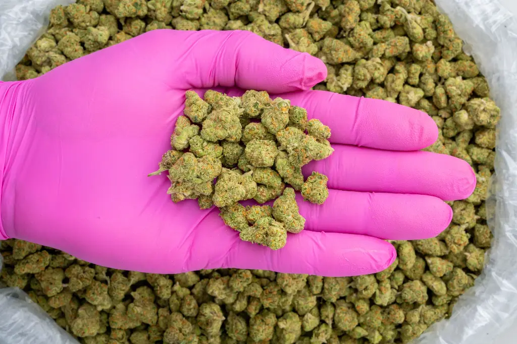 Hella Jelly Indoor Smalls -PINK- 110725.webp