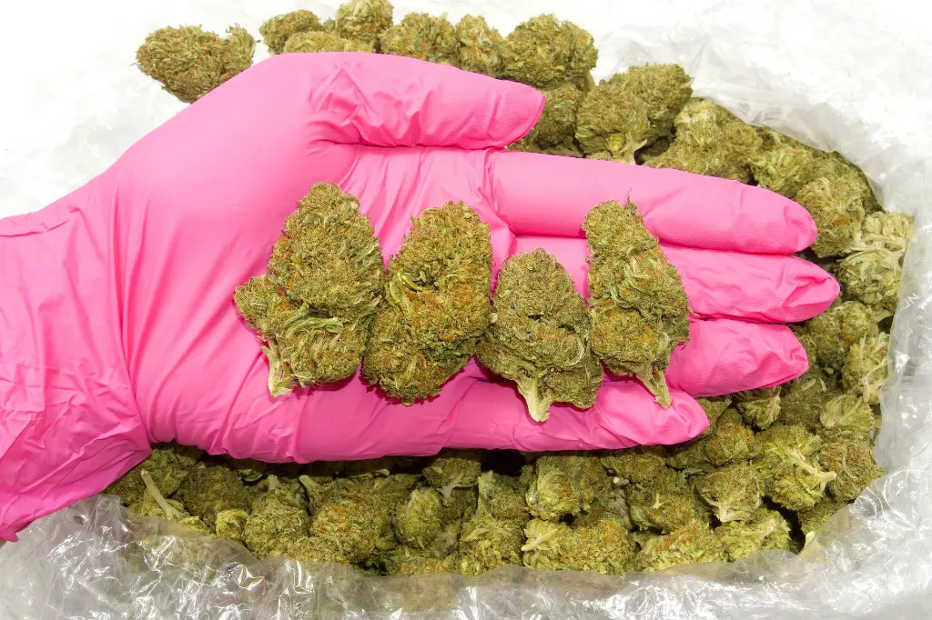 Bubba Kush CBD- Glove.webp