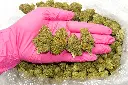 Bubba Kush CBD- Glove.webp