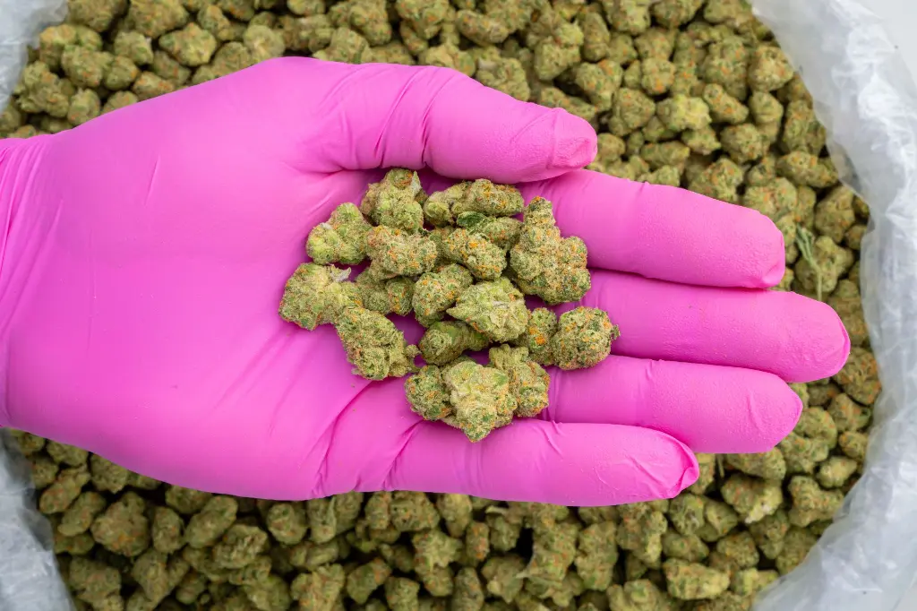 Lemon Bars Indoor Smalls -PINK- 110725.webp