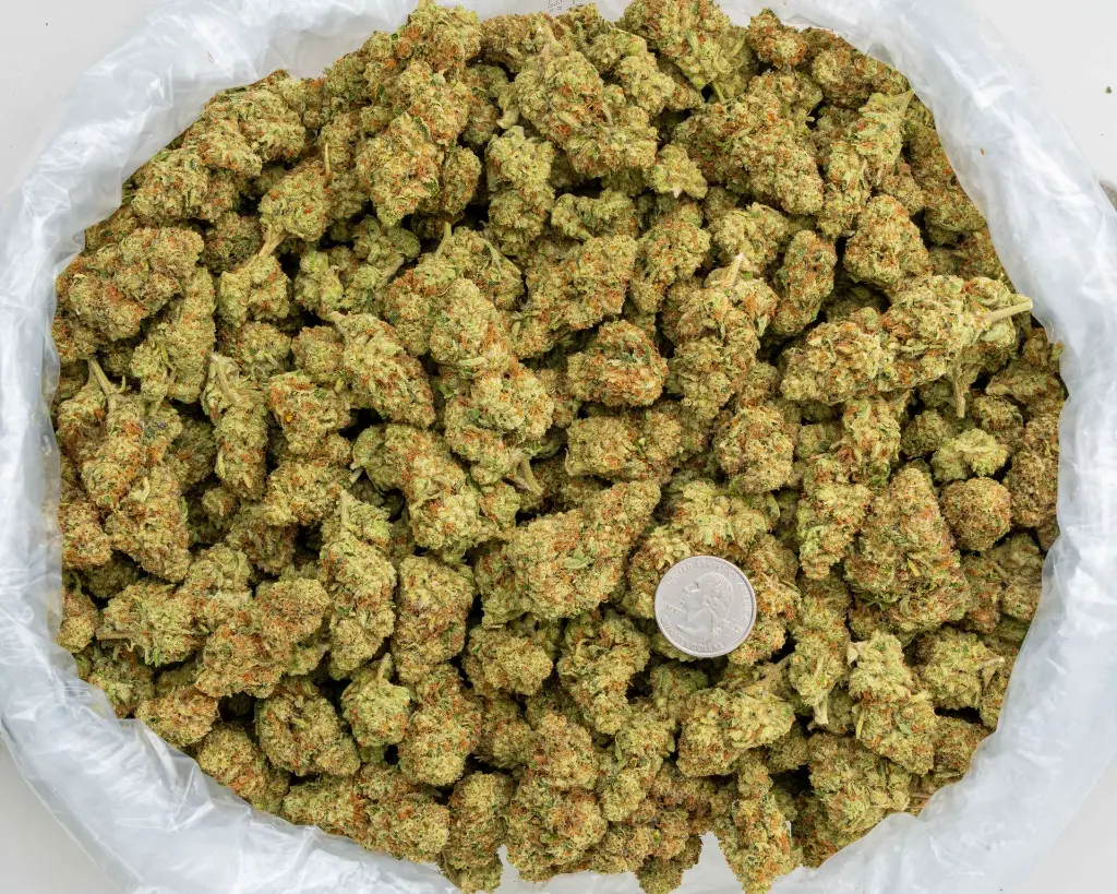 Sour Kush Breath -BAG- 110725.webp