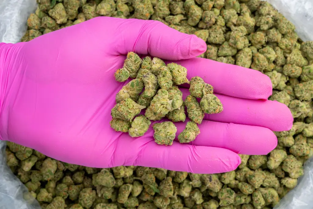 Sugar Tarts Indoor Smalls -PINK- 110725 (1).webp