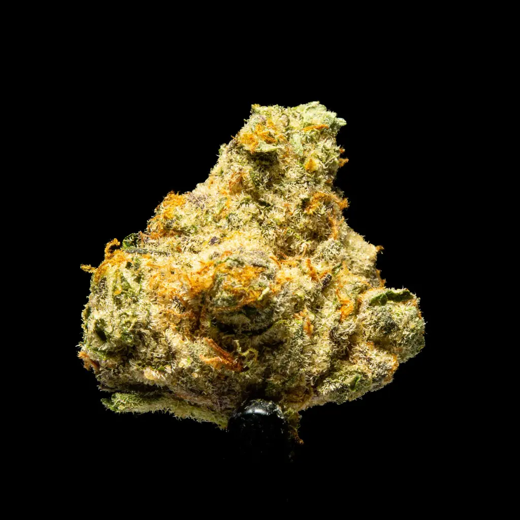 Tropicana Cherry Indoor Smalls -FLOAT- 110725.webp