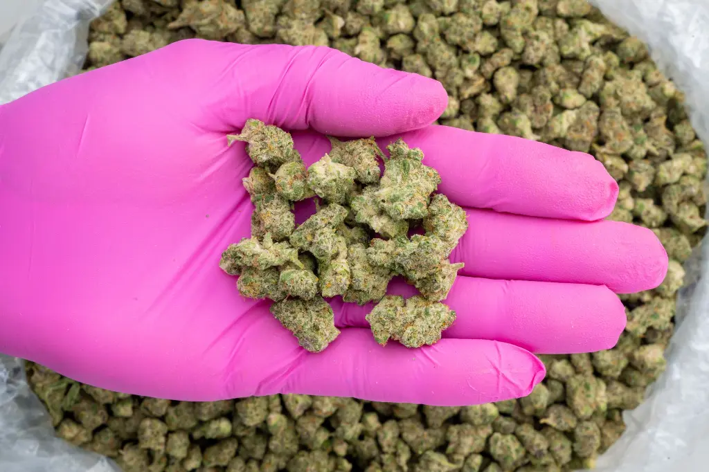 Tropicana Cherry Indoor Smalls -PINK- 110725.webp