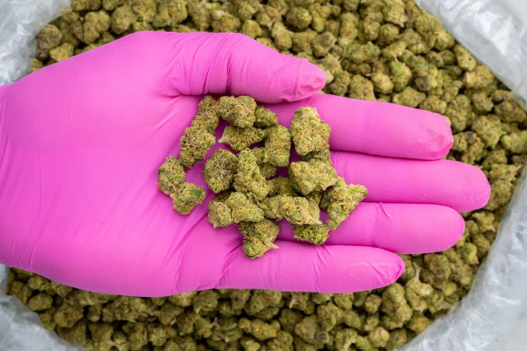 Donny Burger Indoor Smalls -PINK- 110725 (1).webp