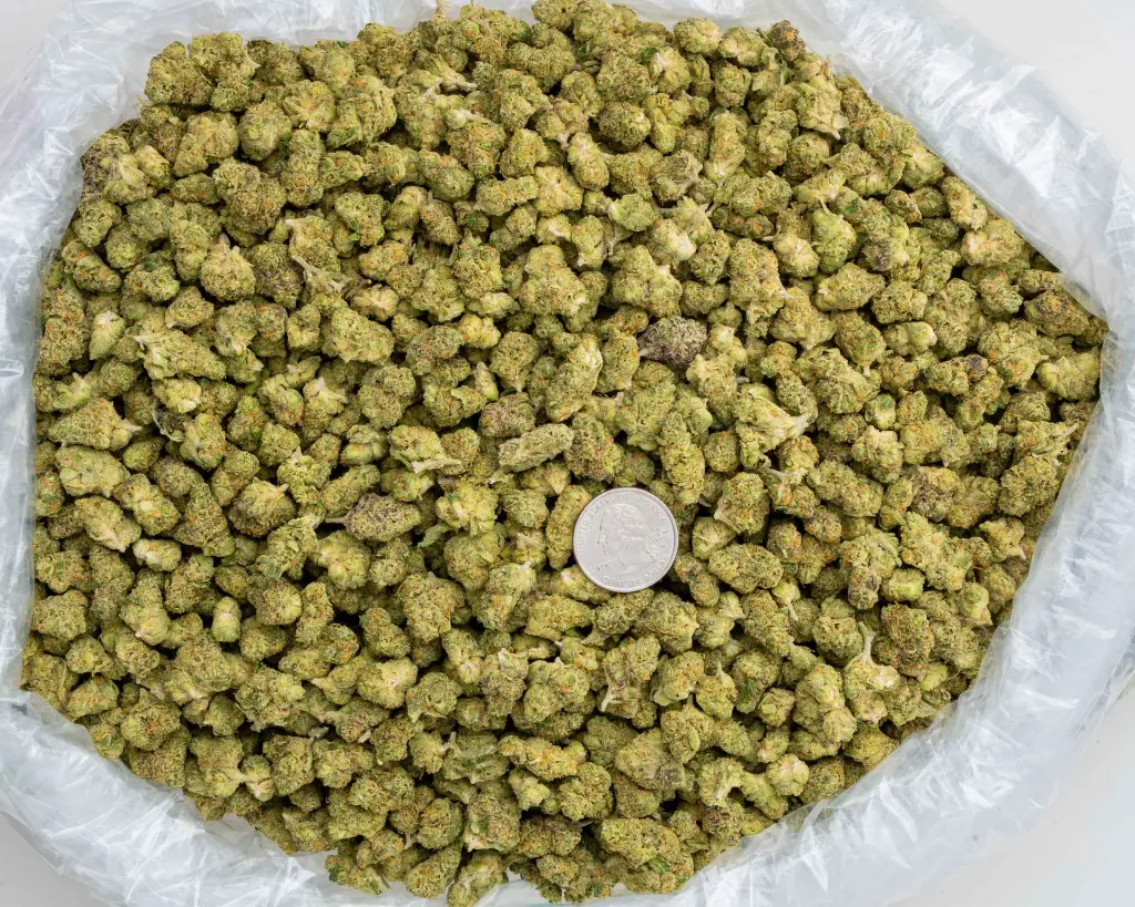 Donny Burger Indoor Smalls -BAG- 110725 (1).webp