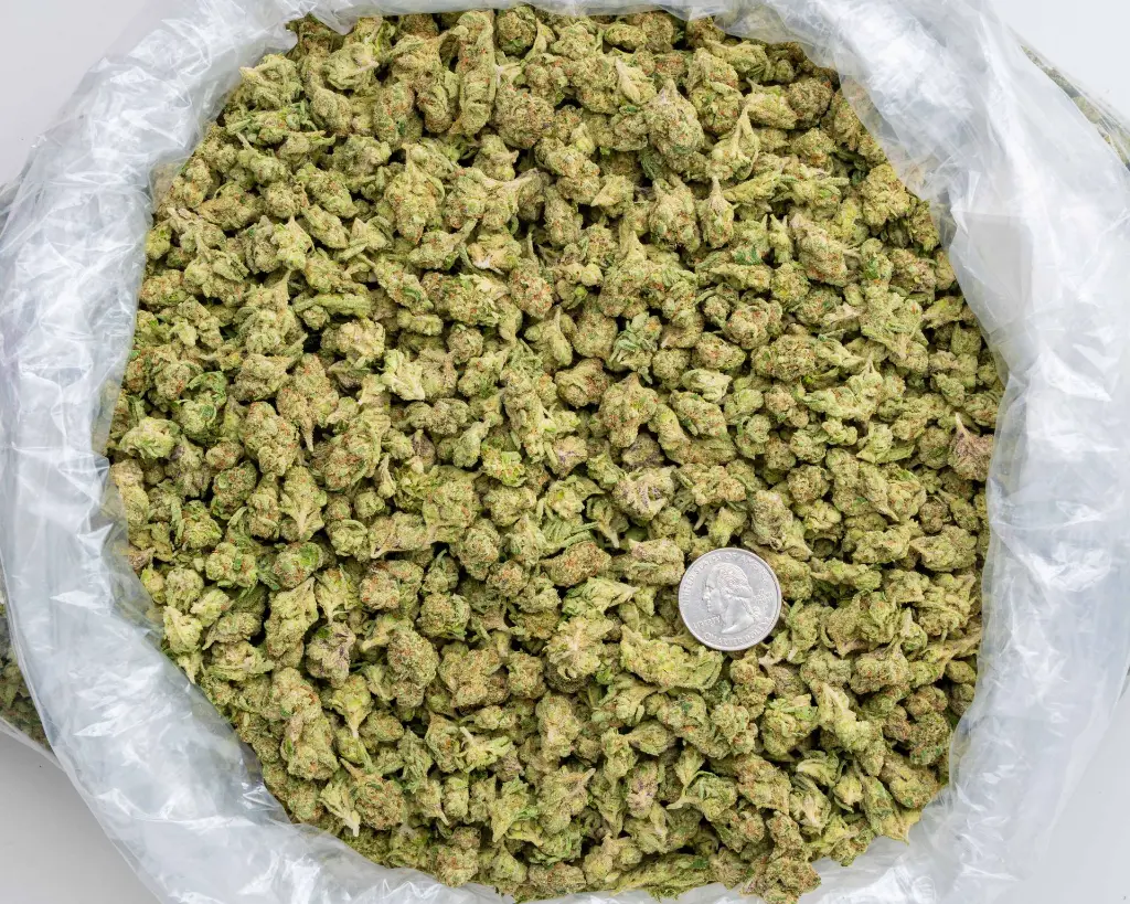 Unicorn Runtz Popcorn -BAG- 110525.webp