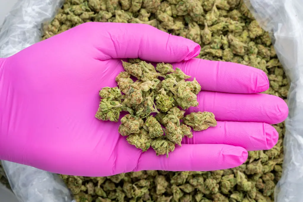 Unicorn Runtz Popcorn -PINK- 110525.webp