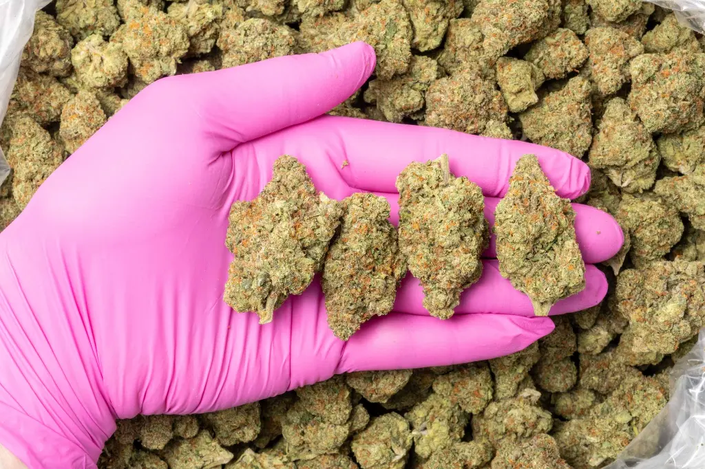 Forbidden Fruit IN Big -PINK- 111725.webp