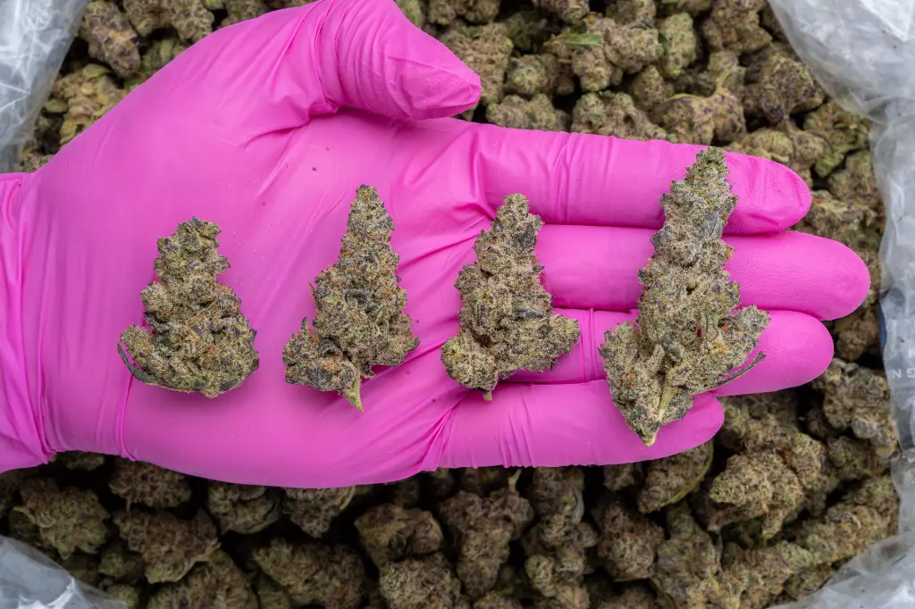 Neon Sunshine Big -PINK- 111425.webp