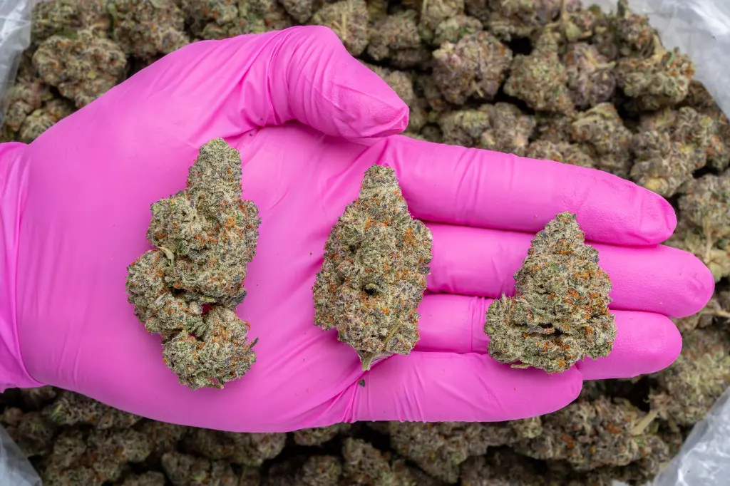 Cookies and Cream -PINK- 111425 (1).webp