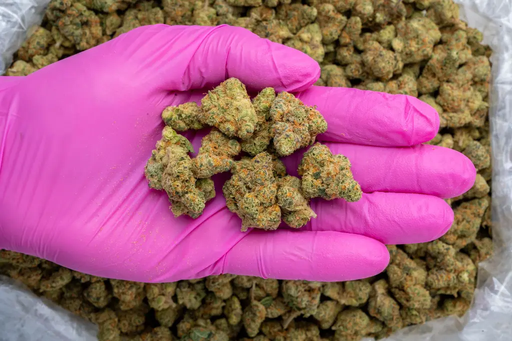 Alpine Stars Smalls -PINK- 111425.webp