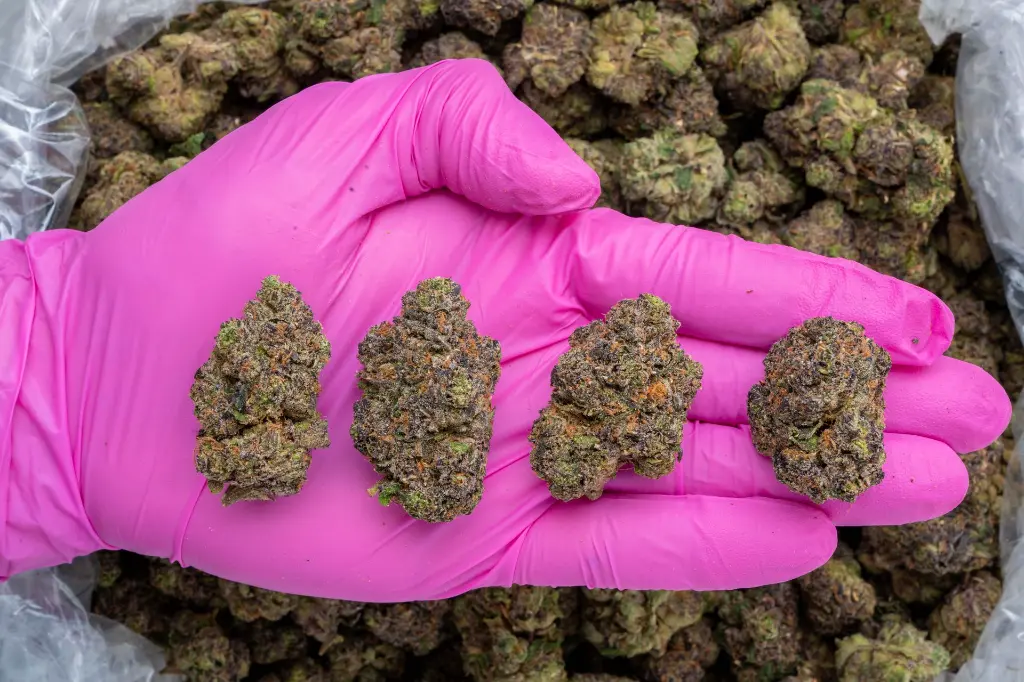 Lip Smackerz -PINK- 111425.webp