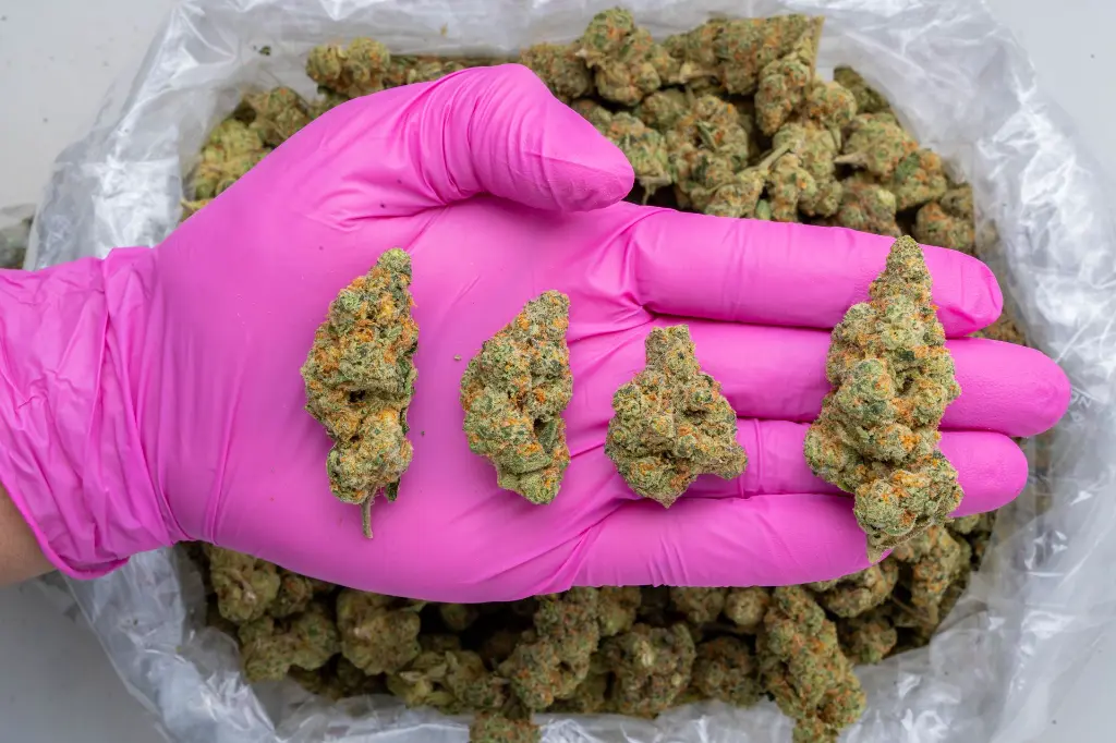 Alpine Star Big -PINK- 111425.webp