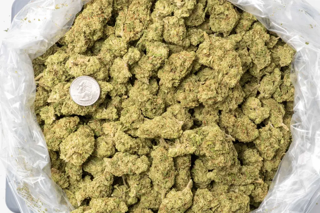 Lemon Zonkers Big -BAG- 111725 (1).webp