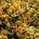 Stax - HHCA Super Flower - Blueberry OG - Macro #2.webp