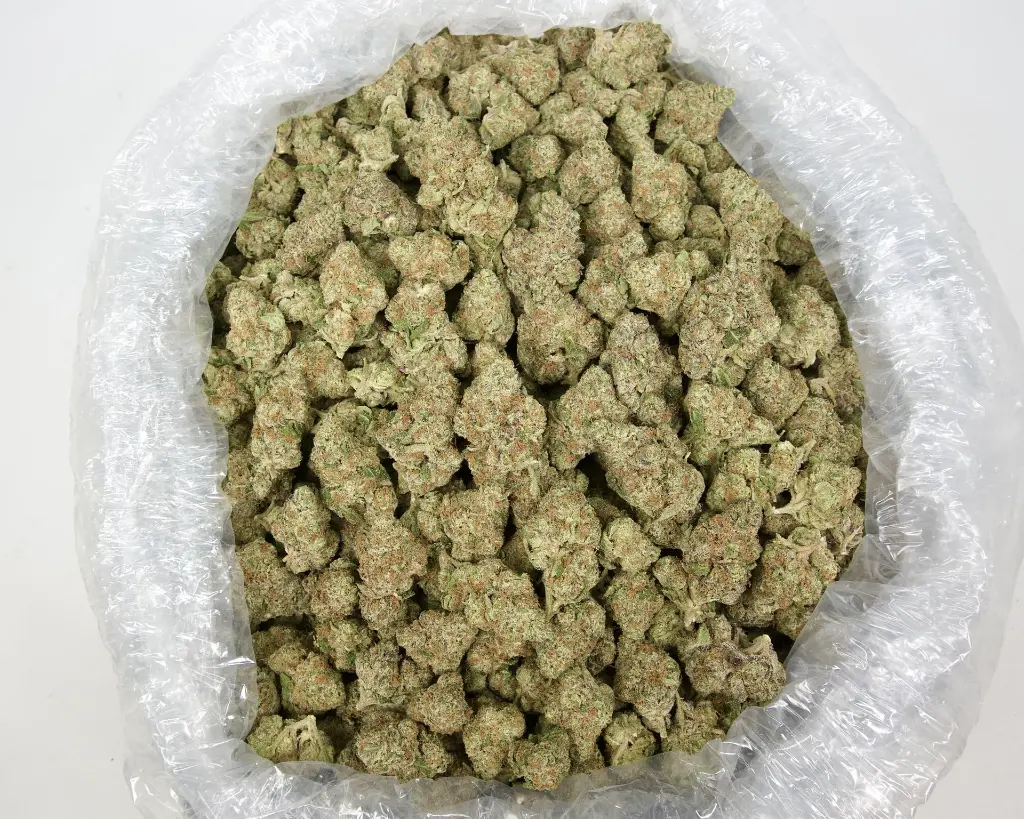 Ice Pops Indoor 2 20241104SHICP.webp