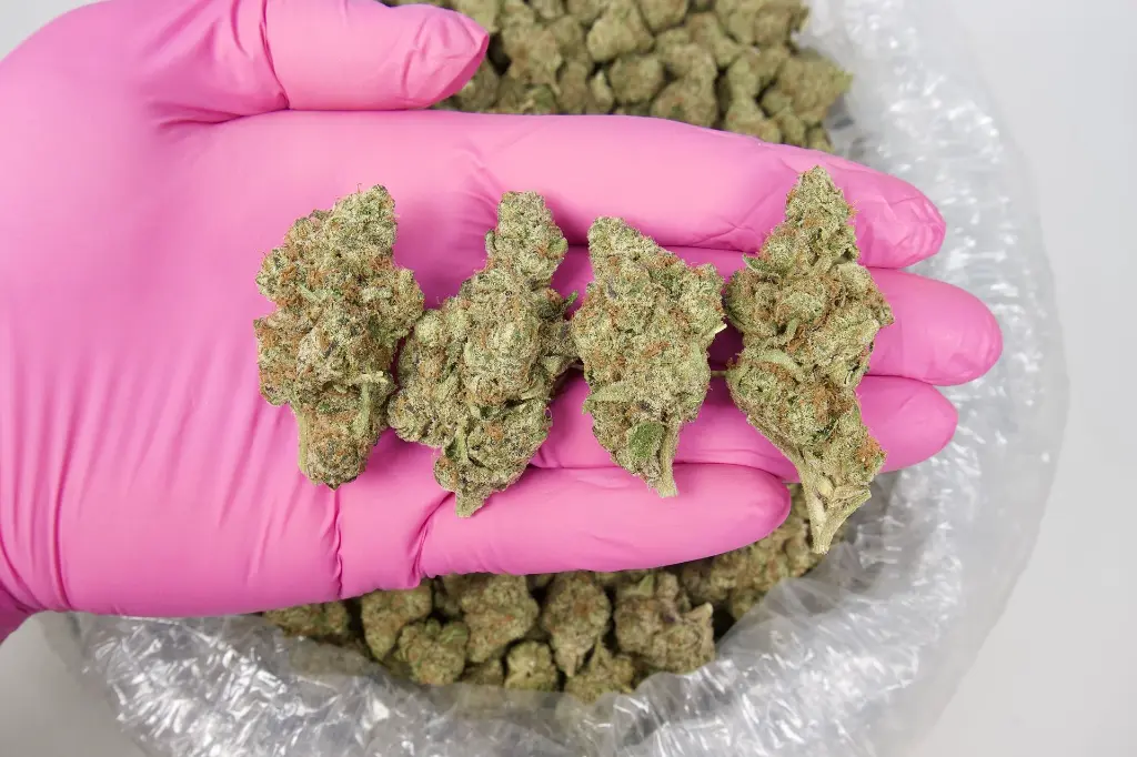 Ice Pops Indoor 1 20241104SHICP.webp