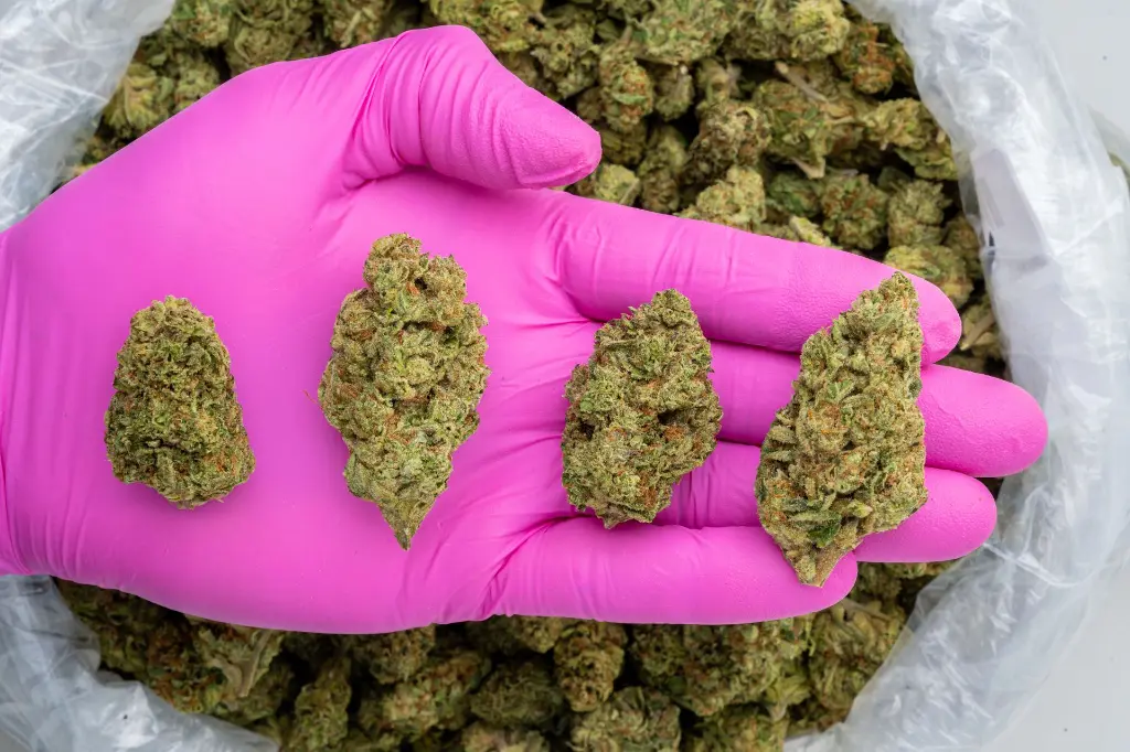 Gelato -PINK- 102725.webp