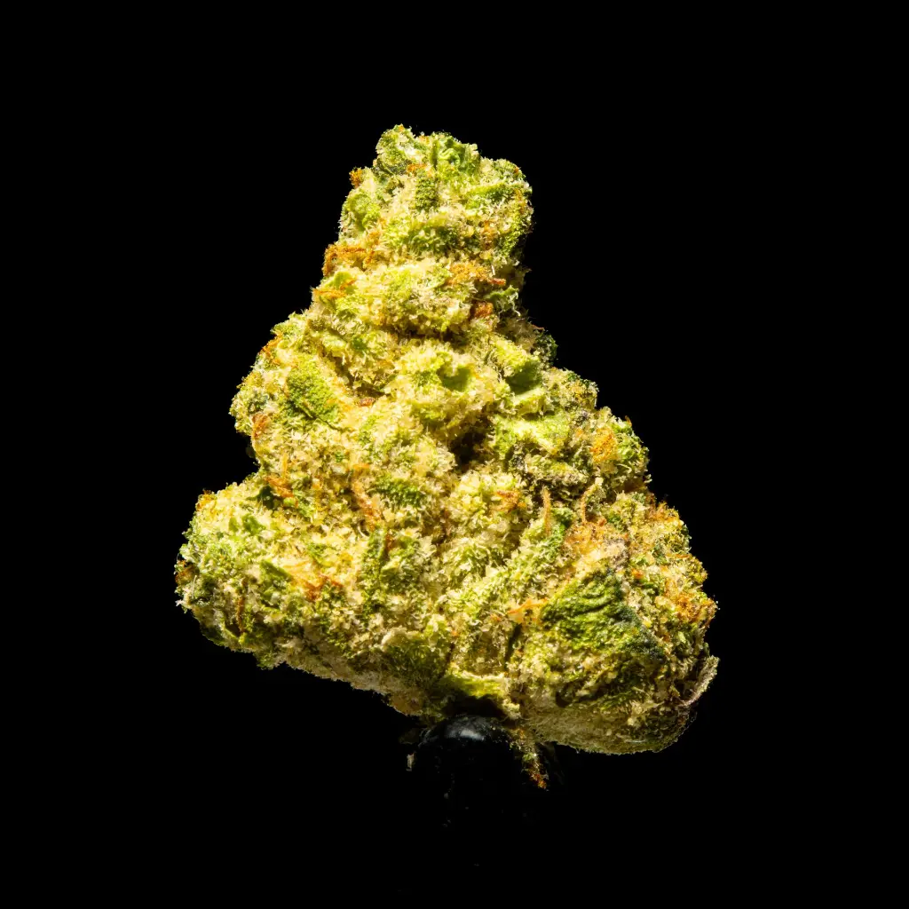 Donny Burger Indoor Smalls -FLOAT- 110725.webp