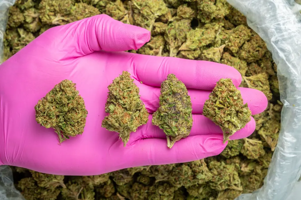 OG Kush -PINK- 040325 2050403HVOGK.webp