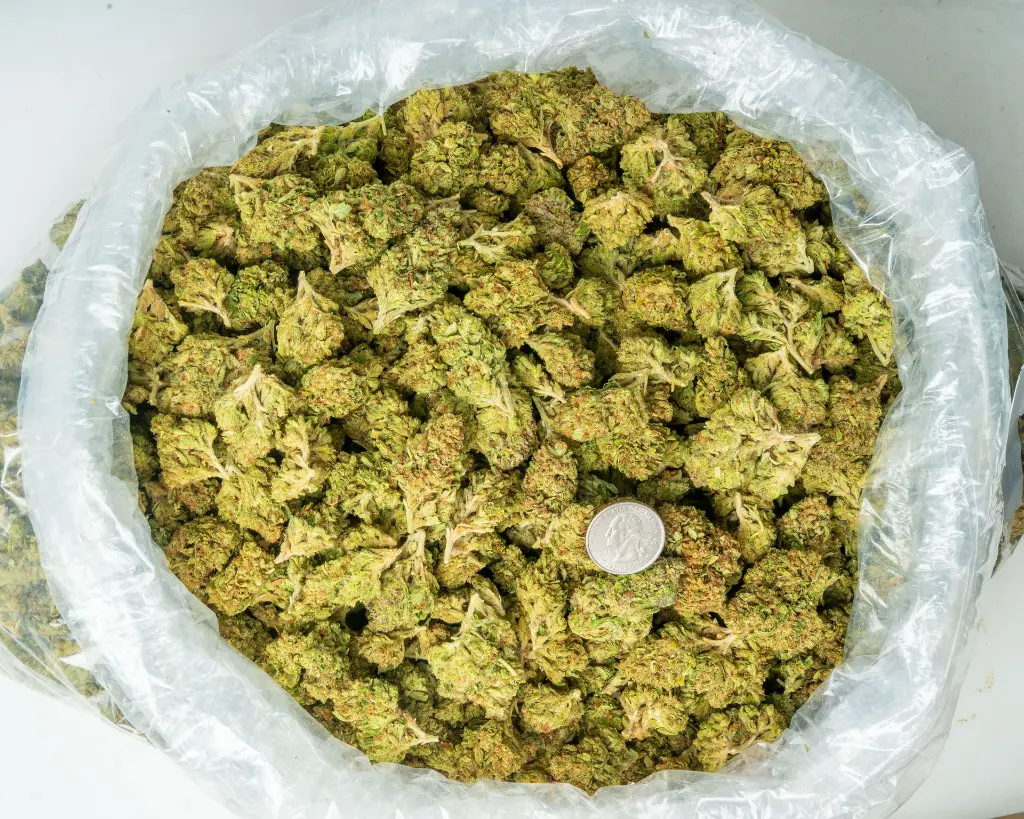 OG Kush -BAG- 040325 2050403HVOGK.webp
