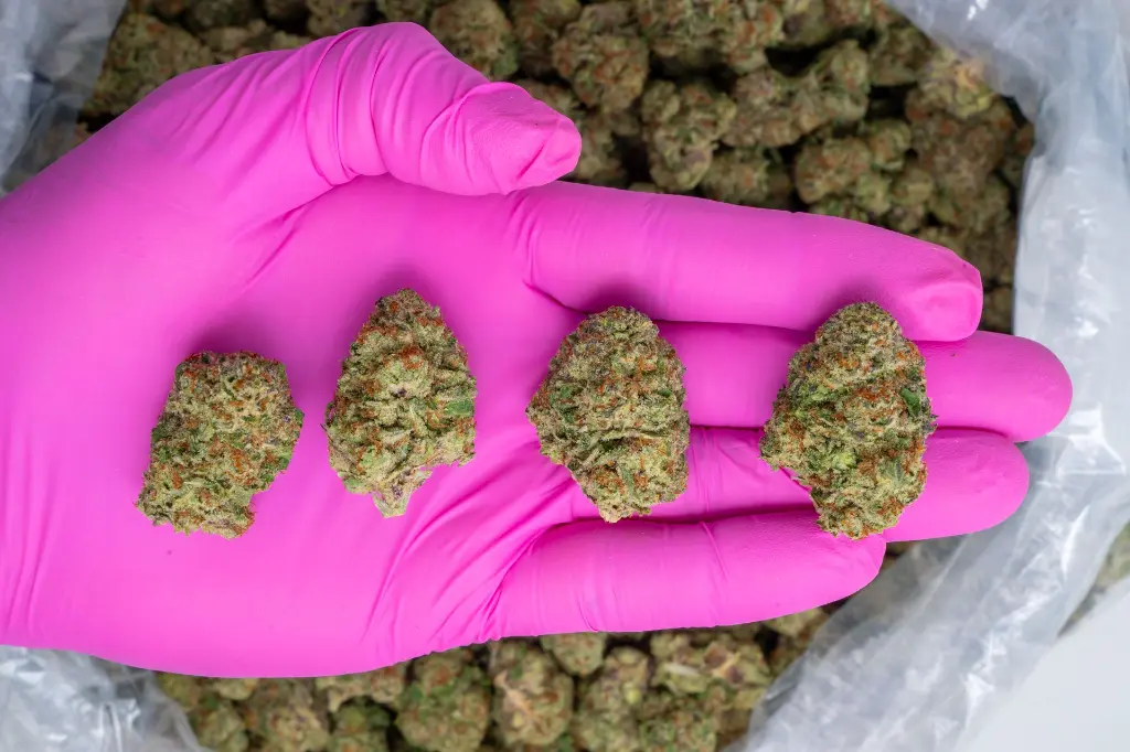 Illemonati Indoor -PINK- 051225 20250508HWILL (1).webp