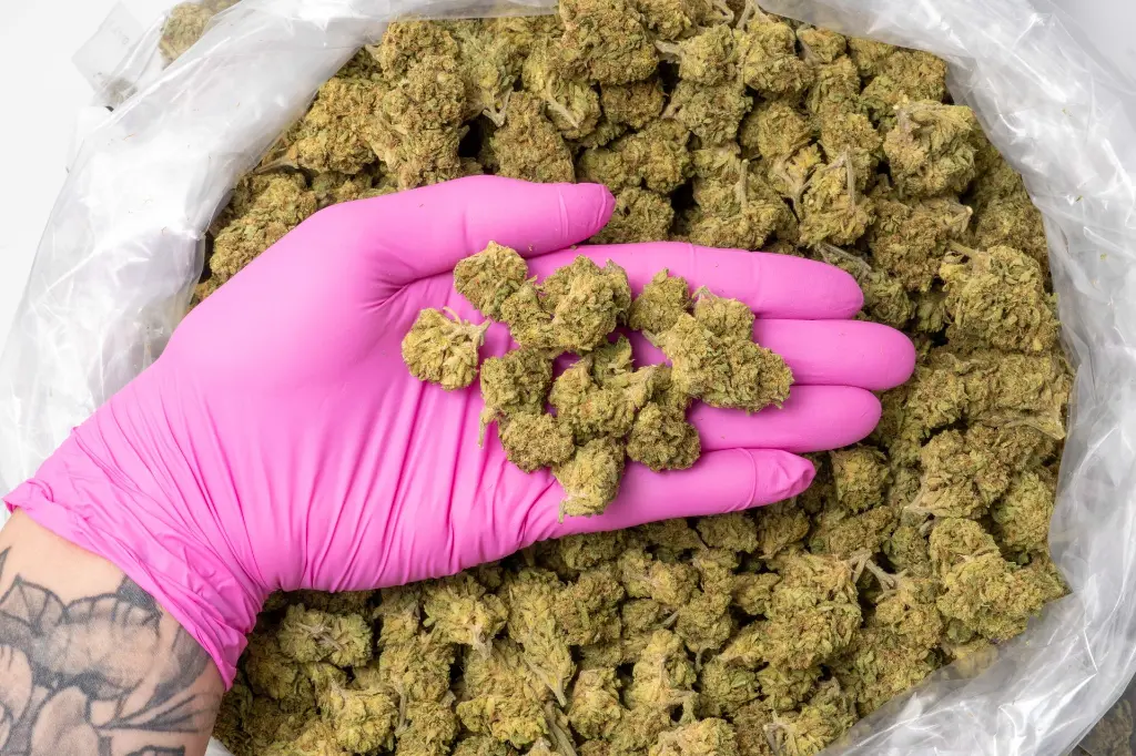 Jungle Cake 11-20-25 PINK.webp