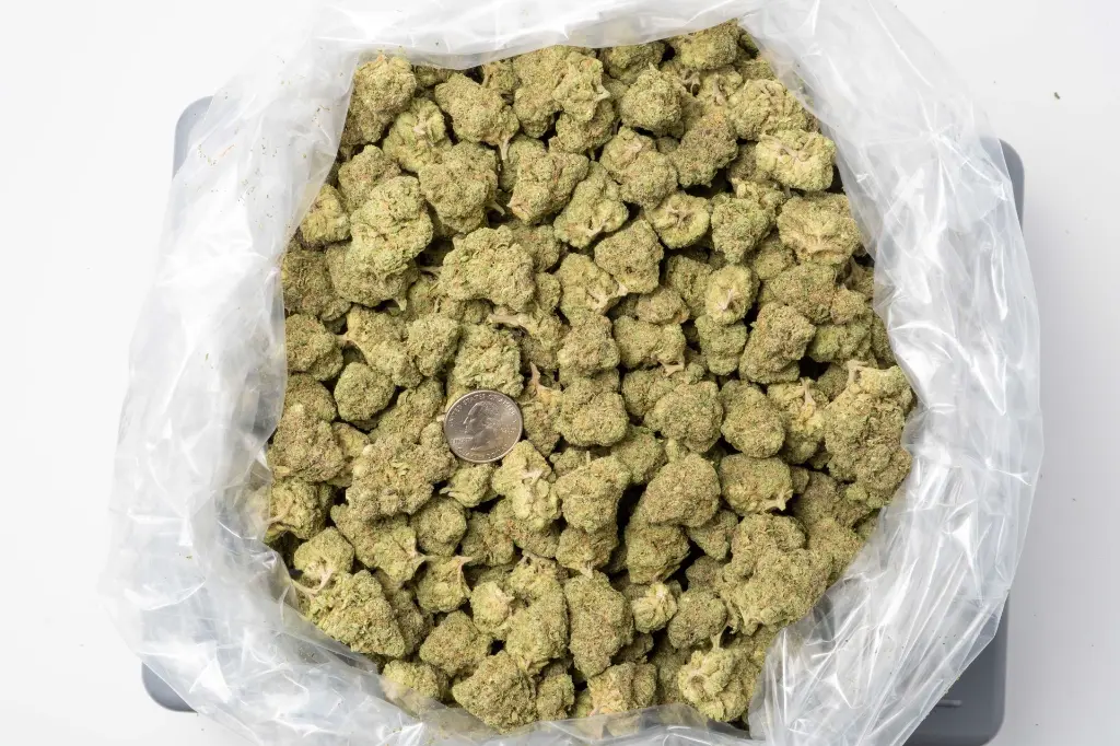 Jungle Cake Indoor 11-21-25 BAG.webp