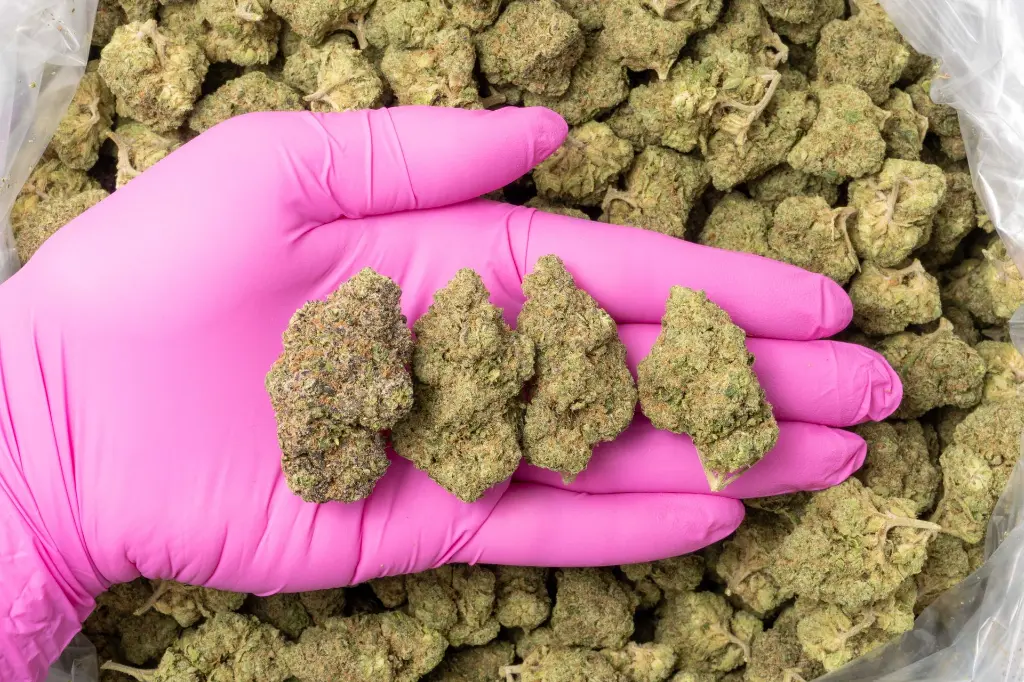 Jungle Cake Indoor 11-21-25 PINK (1).webp