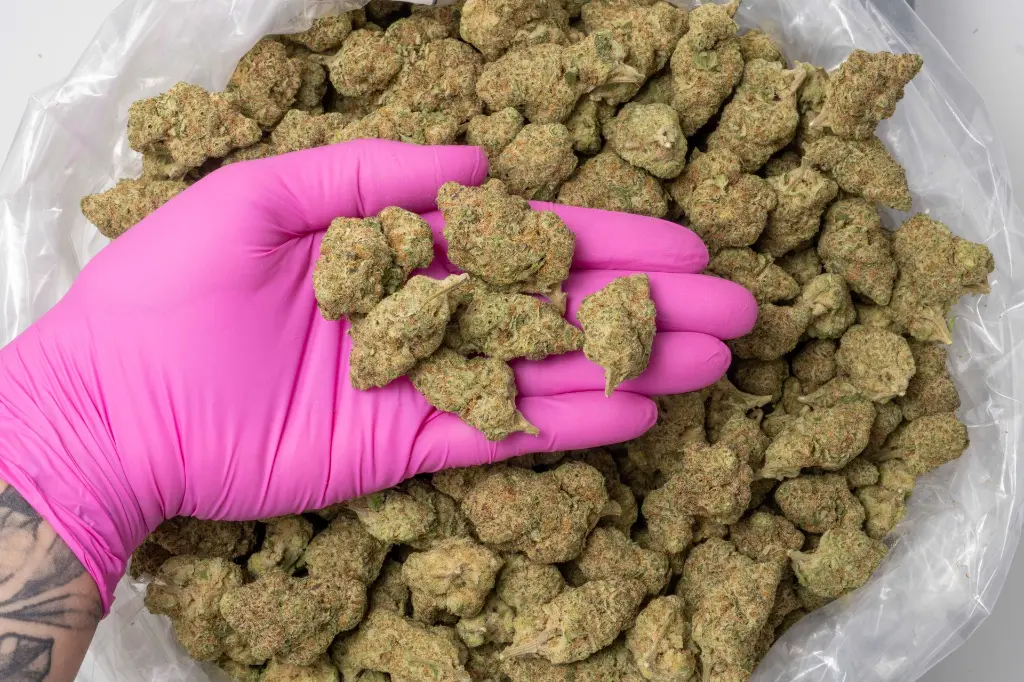 Jealousy Mintz Indoor 11-20-25 PINK (1).webp