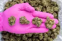 Lemon Cherry Gelato -PINK- 111825.webp