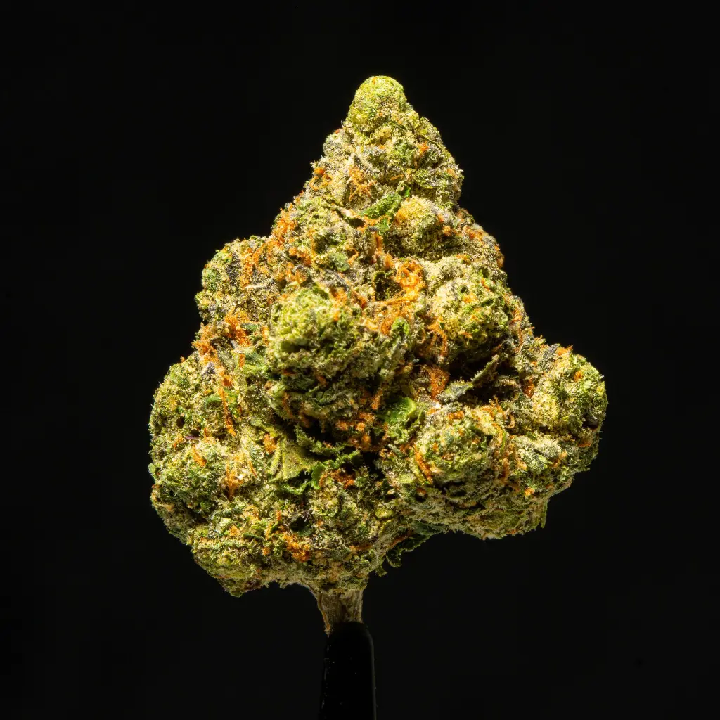 Lemon Cherry Gelato -FLOAT- 111825.webp