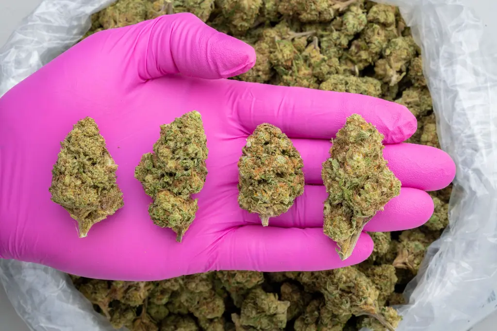 Sweet Melon -PINK- 102725.webp