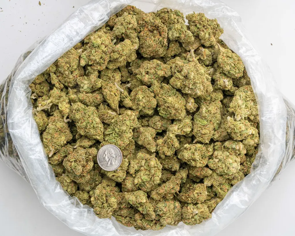 NY Zoo -BAG- 072125.webp