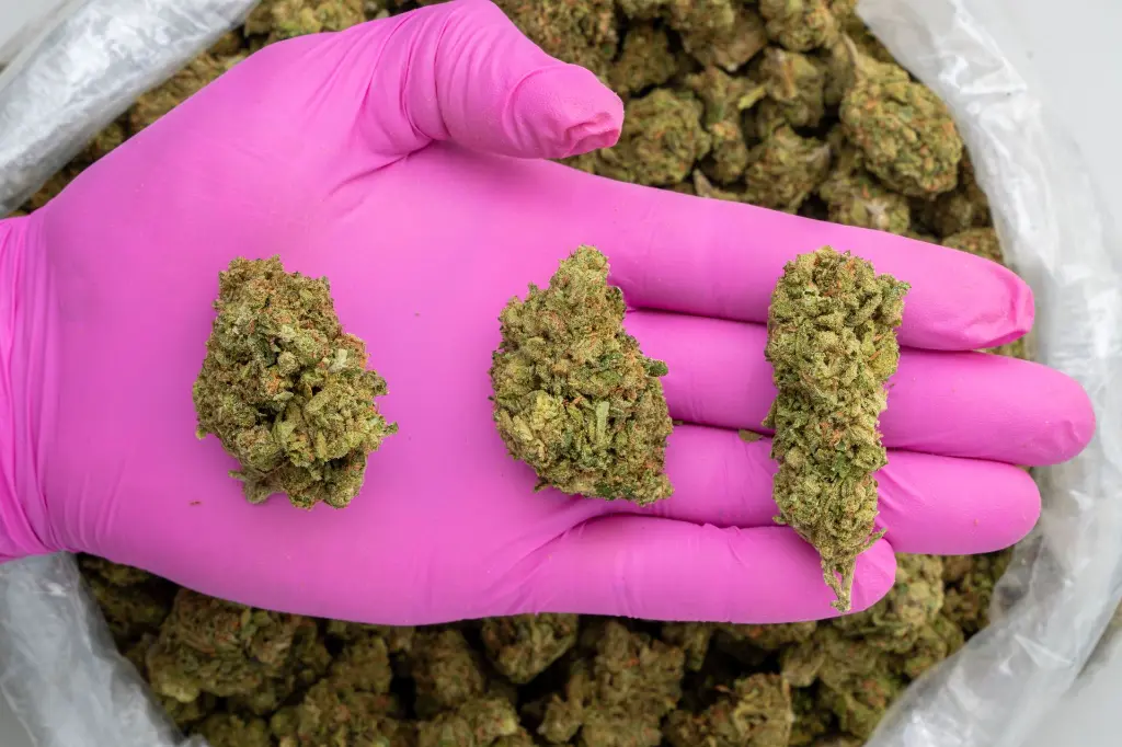 NY Zoo  -PINK- 072125.webp