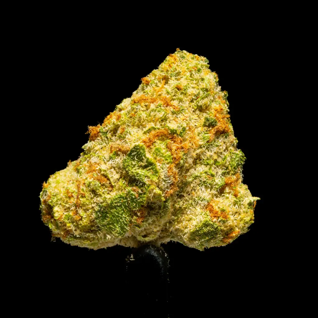 White Lemon Indoor Smalls -FLOAT- 251125.webp