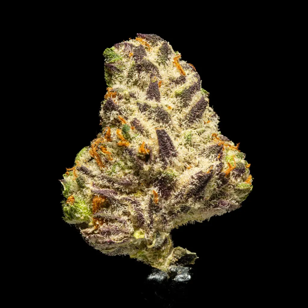 White Truffle Indoor Smalls -FLOAT- 251125.webp