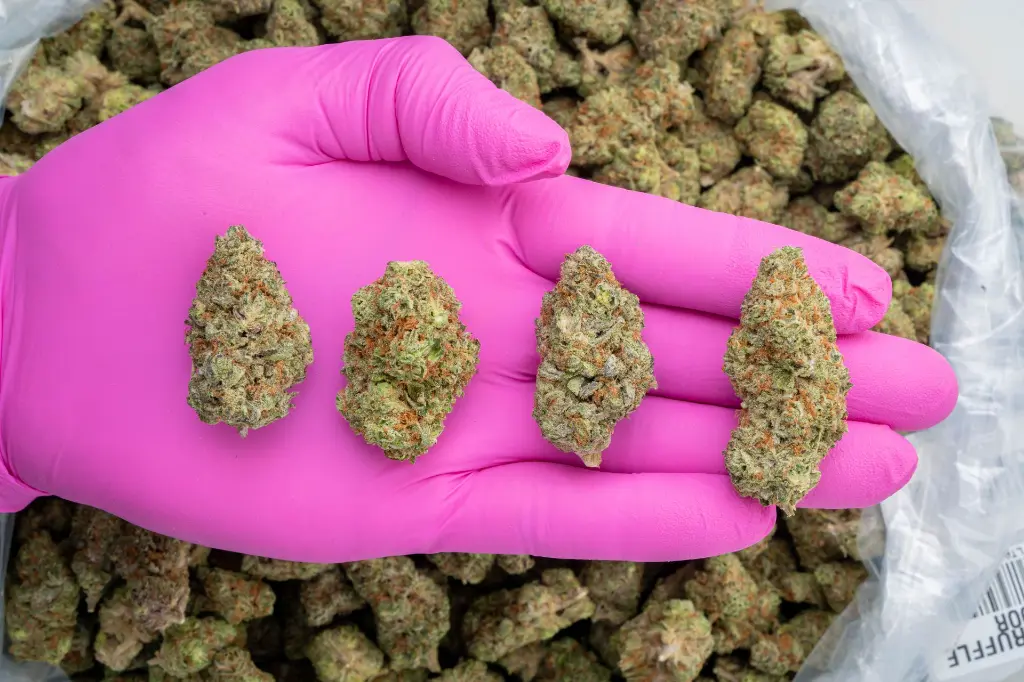 Garlic Truffle Indoor -PINK- 251125.webp