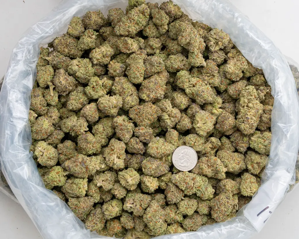 La Bomba Indoor -BAG- 251125.webp