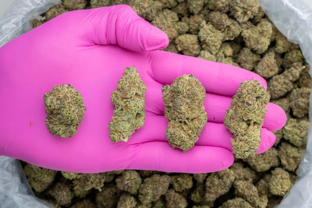 La Bomba Indoor -PINK- 251125.webp