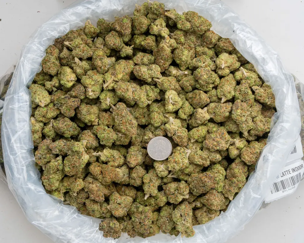 Rainbow Latte Indoor -BAG- 251125.webp