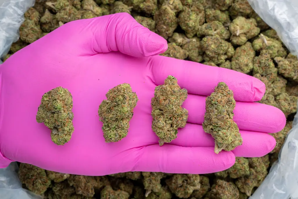 Rainbow Latte Indoor -PINK- 251125.webp